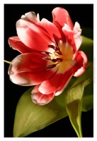 Framed Red Tulip I