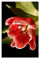 Framed Red Tulip IV