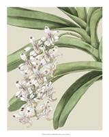 Framed Orchid Blooms I