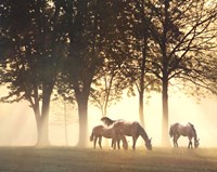Framed Horses in the Mist