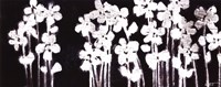 Framed White Flowers on Black I