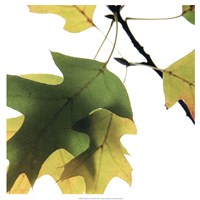 Framed Inflorescent Leaves III