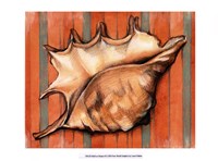 Framed Shell on Stripes II