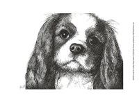 Framed Louie the Cavalier King Charles