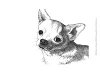Framed Bruiser the Chihuahua