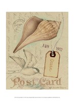 Framed Postcard Shells IV