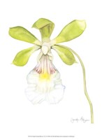 Framed Small Orchid Beauty I (U)
