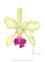 Framed Small Orchid Beauty III (U)