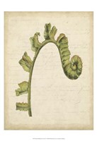 Framed Small Fiddlehead Ferns III (U)