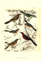 Framed Small Avian Habitat III (P)