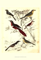 Framed Small Avian Habitat IV (P)