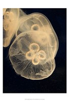 Framed Graphic Jellyfish II