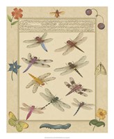 Framed Dragonfly Manuscript III