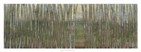 Framed Blue Birch Forest II
