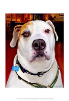 Framed Sonny American Bulldog