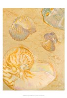 Framed Shoreline Shells VI