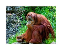 Framed Orangutan - Giving it some thought