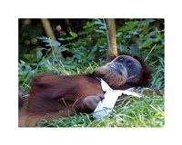 Framed Orangutan - Just about to take a nap