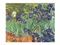 Framed Irises, 1889