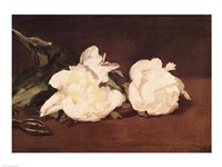 Framed Branch of White Peonies and Secateurs, 1864