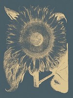 Framed Sunflower 2