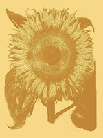 Framed Sunflower 19