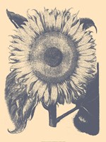 Framed Sunflower 1