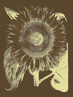 Framed Sunflower 3