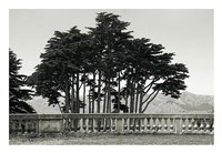 Framed Cypress Trees and Balusters