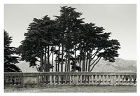 Framed Cypress Trees and Balusters