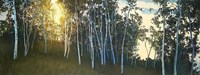 Framed Hillside Birches