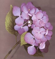 Framed Purple Hydrangea