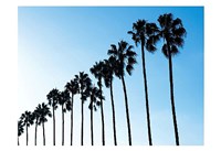 Framed La Jolla Palms