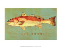 Framed Red Drum