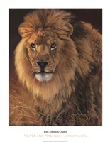 Framed Power and Presence- African Lion