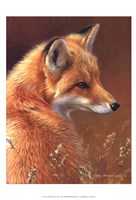 Framed Curious- Red Fox