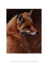 Framed Curious- Red Fox