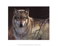 Framed Uninterrupted Stare- Gray Wolf