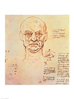 Framed Studies of the Proportions of the Face and Eye