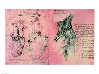 Framed Anatomical drawing of hearts and blood vessels