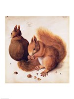 Framed Squirrels, 1512