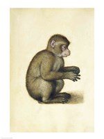 Framed Monkey