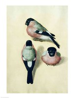 Framed Three studies of a bullfinch