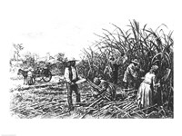 Framed Cutting Sugar Cane in the South