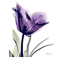 Framed X-ray Royal Purple Parrot Tulip