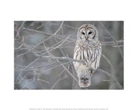 Framed Owl In The Woods