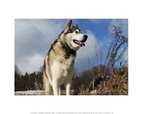 Framed Alaskan Malamute Dog