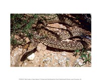 Framed Bull Snake in New Mexico