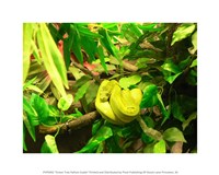Framed Green Tree Python Snake