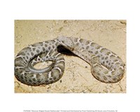 Framed Mexican Ridged Nose Rattlesnake